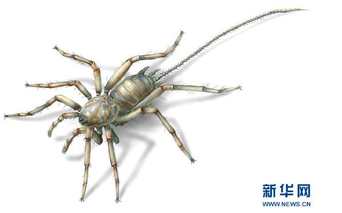 科学家发现亿年前远古蜘蛛 蜘蛛的古老祖先长着长长的