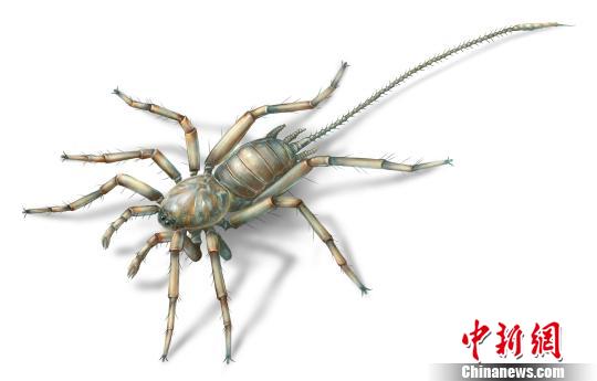 现亿年前远古蜘蛛 蜘蛛的祖先原来长这个样子！