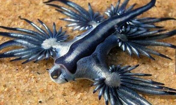 外形酷似天上下凡的小精灵,据说它们一辈子都是颠倒着漂浮在海中