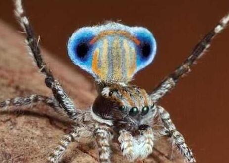 外形酷似天上下凡的小精灵,据说它们一辈子都是颠倒着漂浮在海中