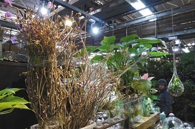 干枝杜鹃年关走红 专家呼吁:大规模砍伐破坏生态平衡