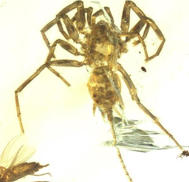 活久见!发现亿年前远古蜘蛛 形状奇特长有比身子还长的尾巴(组图)