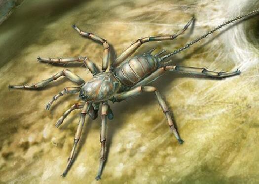 活久见!发现亿年前远古蜘蛛 形状奇特长有比身子还长的尾巴(组图)