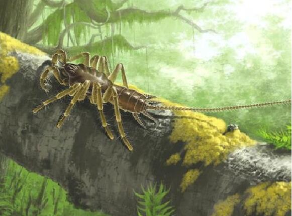 活久见!发现亿年前远古蜘蛛 形状奇特长有比身子还长的尾巴(组图)