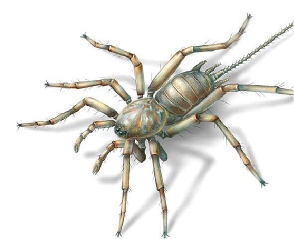活久见!发现亿年前远古蜘蛛 形状奇特长有比身子还长的尾巴(组图)