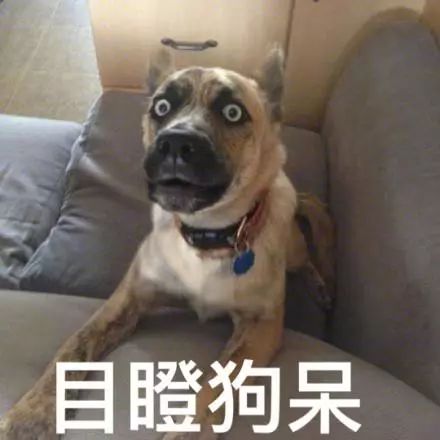 狗年已经到了?可能99%的人不知道:生肖从这天开始算……
