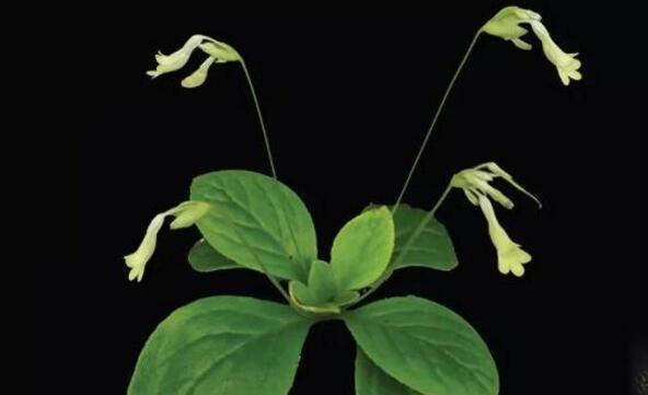 中越边境发现一新种——麻栗坡报春苣苔