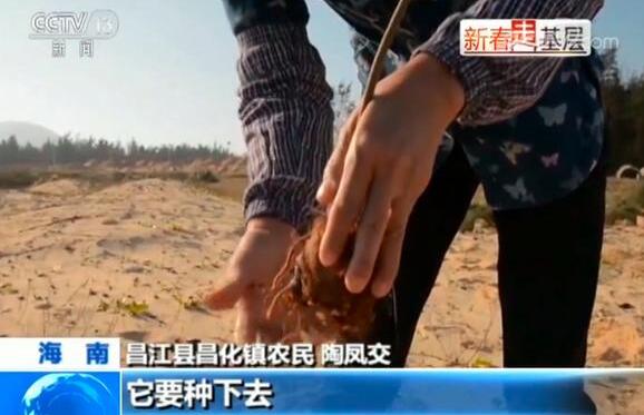 新春走基层丨陶凤交和她的“绿色娘子军”