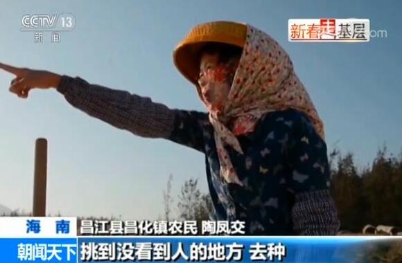 新春走基层丨陶凤交和她的“绿色娘子军”