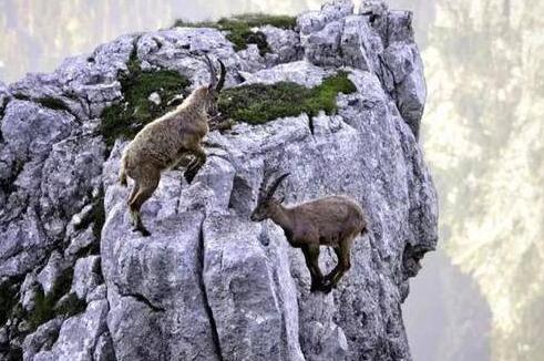 羊中豪杰!两山羊悬崖边搏斗勇者胜 输者无畏勇敢跳下悬崖(组图)