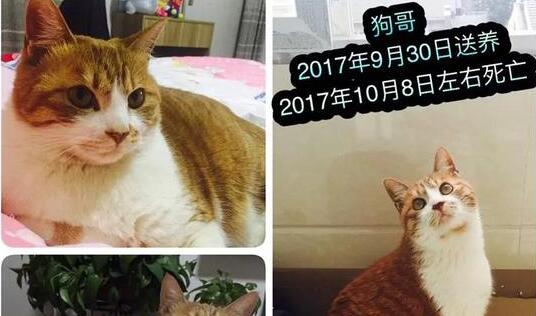 南京：男子收养9猫相继摔死 猫咪离奇失踪引起怀疑