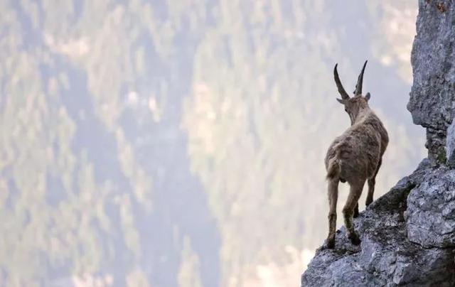 刺激!两山羊悬崖边搏斗