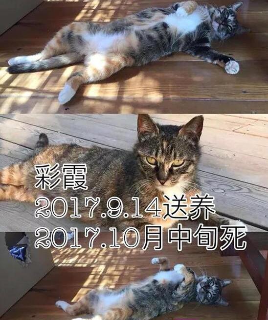 收养9猫相继摔死失踪 男子让狗追逐猫玩死后就随手丢弃垃圾桶
