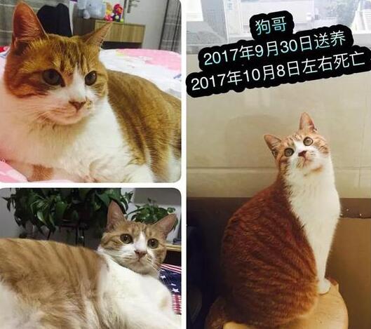 收养9猫相继摔死失踪 男子让狗追逐猫玩死后就随手丢弃垃圾桶
