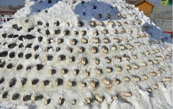 沈阳：大鱼垒成雪塔保鲜 市民用传统方式储备年货