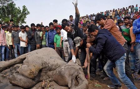 印大象被火车撞倒 兽医展开救援民众也向其投喂香蕉