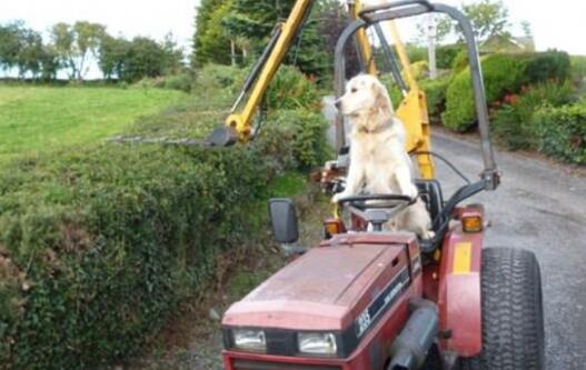 金毛犬开拖拉机帮主人干农活 狗狗能独自驾驶拖拉机技能惊人