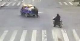 哭笑不得!小偷尾随货车偷菜 被民警追堵时翻墙跳进看守所