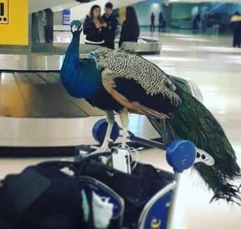 原来这“行李”竟是一只“孔雀”! 主人称愿意为它买个专属机位