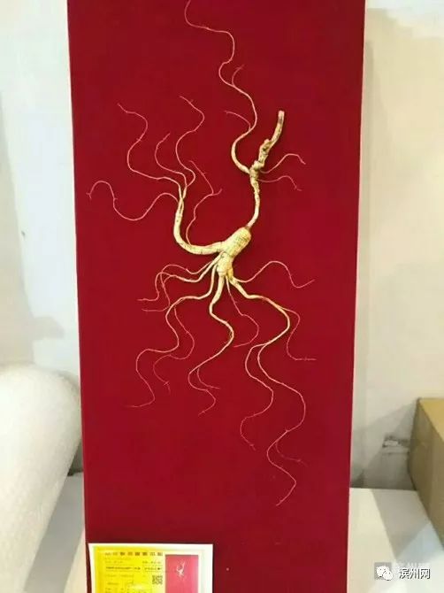 好样的!滨州一中医在赴美航班上救下心脏病患者