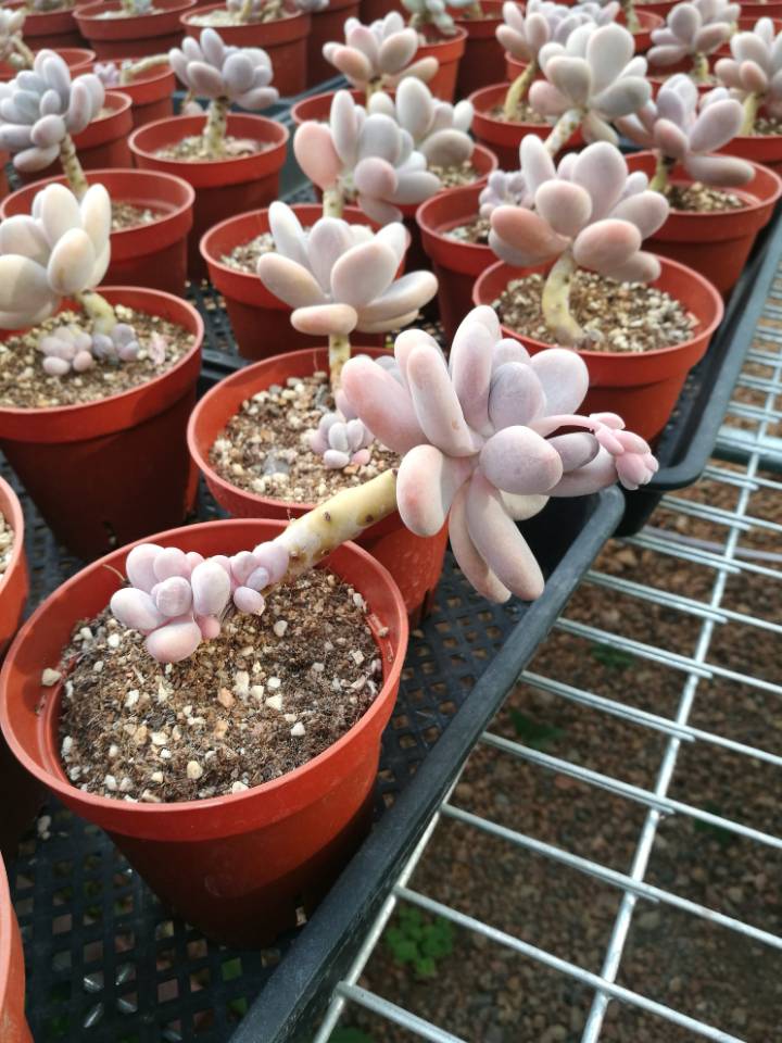 看直播就能在线买花 青州花卉创业园把鲜花卖到全国