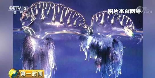 紧急提醒！近期去泰国度假 要小心这种剧毒致命生物 