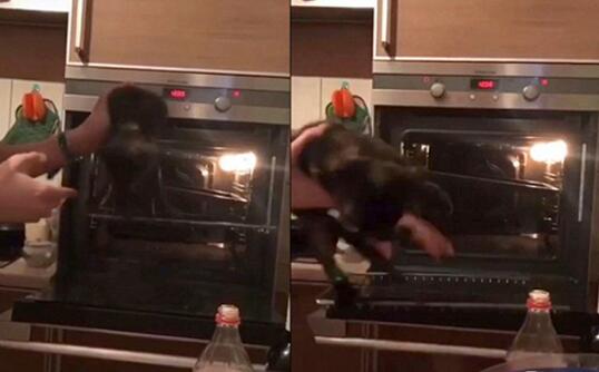 ɥ�Ĳ���18���к���è�ؽ����¿����� ���������к�