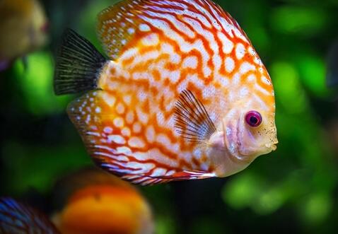 深海中发现奇异新动物：眼睛能变色的鱼