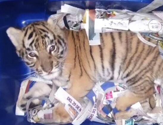 老虎被封进塑料箱里快递 网友:这是一只猫好不好