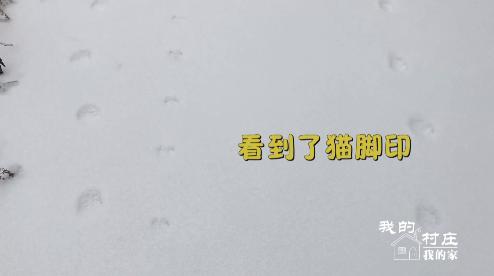 【微视频】幸福观察：移民新村的张奶奶和猫