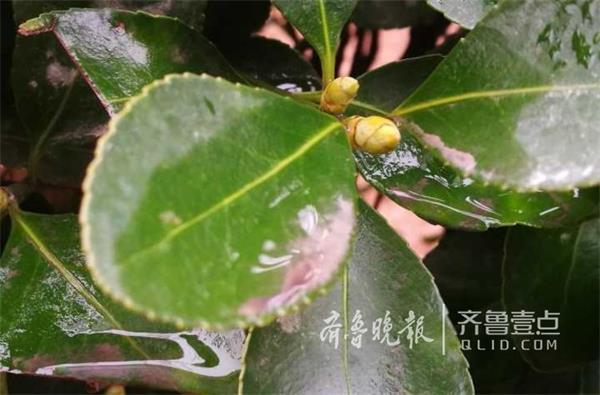 济南今春第一场春雨降临：湿润大地万物 让一切充满生机