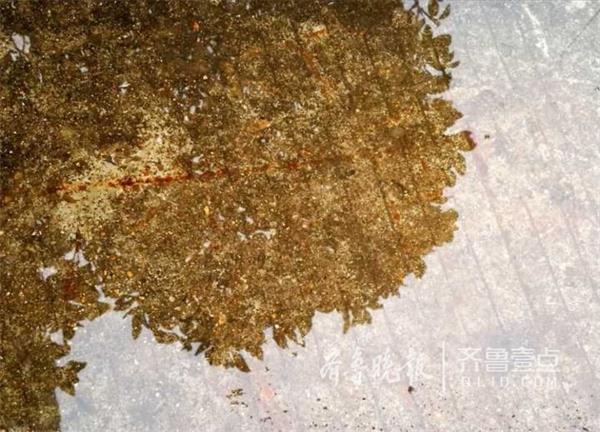 济南今春第一场春雨降临：湿润大地万物 让一切充满生机