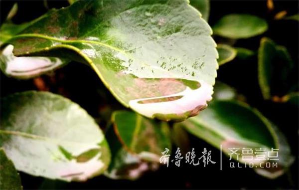 济南今春第一场春雨降临：湿润大地万物 让一切充满生机