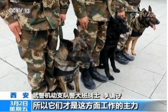 特殊的巡逻者：不一样的战友 一样的责任