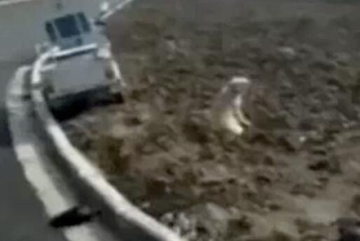 忠犬八公！老夫妻车祸送医 