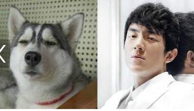 笑翻了!宠物养久成父子脸 狗狗一转过来笑到崩溃:亲生的!