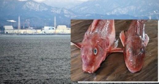 震惊!日本现超标辐射鱼 全身通红放射性铯元素超出标准逾2倍