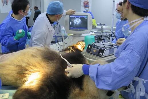 心疼!大熊猫成就患病 通过B超和腹腔镜探查确诊为