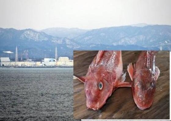 面目狰狞！日本现超标辐射鱼 吃200克