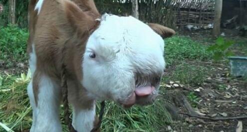 先天畸形?新生牛犊长猫脸 鼻子明显内凹面部扁平像极了波斯猫