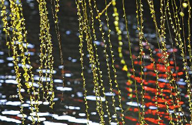 惊蛰新绿报春来