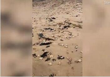 惊心动魄!英国海滩现死海星原因惊人 这一幕令人震惊的同时发人深省   