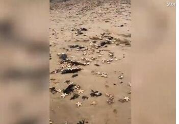 英国海滩现死海星:数万只海星被冲上海滩 这一幕令人震惊