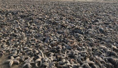 密密麻麻！英国海滩现死海星 数万只海星冲上海滩画面壮观到不敢看