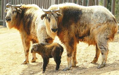 济野金毛羚牛喜添“小宝宝”