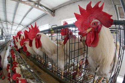 !ձ෢ 1Сʱɴ6250ǧߵ 