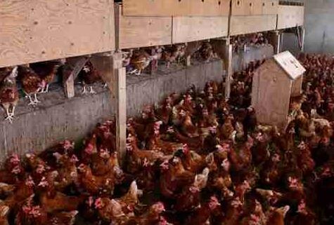 难以置信!日本鸡场鸡粪发电变废为宝 养鸡场卖鸡又卖电还是头一遭