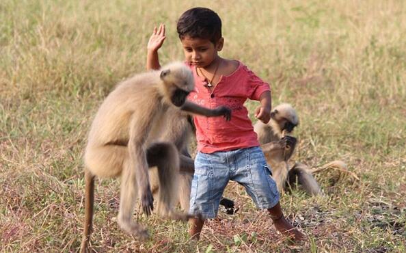 印度两岁孩童和猴子玩成一团 村民称其为转世灵童