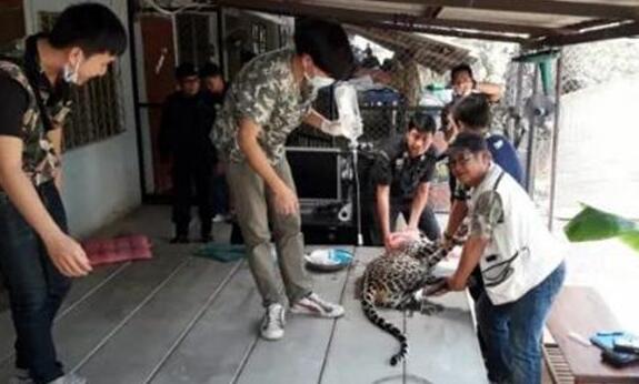 养豹世家?遛豹子吓坏邻居 两头豹子是父亲饲养的母豹所生的