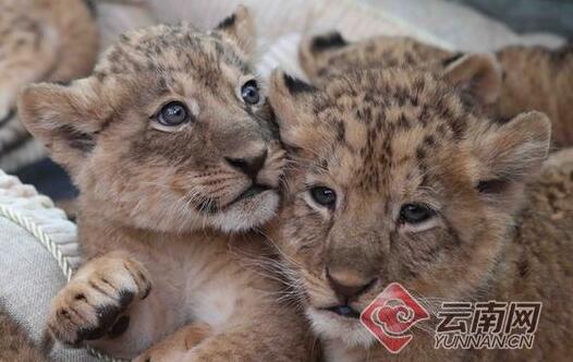 萌翻了!五胞胎非洲狮亮相 